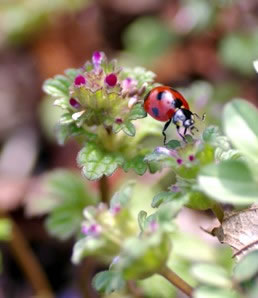 Coccinelle
